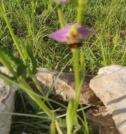 Chez Fanny - Les Tuileries - 1-4 Pers. Avec Jardin Privatif - Proche Cahors